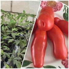 Jungpflanzen men frauenglück gebraucht kaufen  Rülzheim