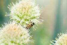 10x giant allium for sale  CRAWLEY