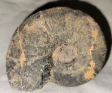 Rare large 232g for sale  San Tan Valley