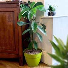 Live avocado plant for sale  LEIGH