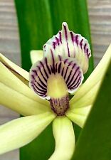 Encyclia baculus species usato  Spedire a Italy