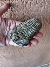 Fossili grande trilobite usato Fossili grande trilobite usato  Pontedera