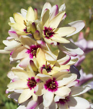 Ixia hogarth bulbs for sale  CRAWLEY