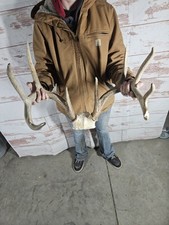 Wild point whitetail for sale  Knoxville