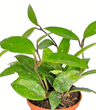Hoya carnosa piante usato  Villalba