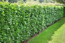 X20 cherry laurel for sale  NELSON