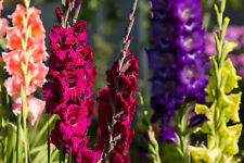 20x gladioli large for sale  CRAWLEY