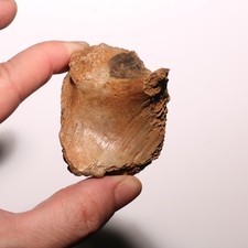 Edmontosaurus skull section for sale  Scottsdale