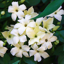 Jasminum officinale clotted for sale  UK