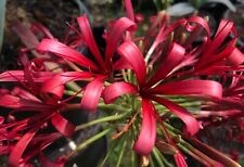 amaryllis blooming bulbs 3 for sale amaryllis blooming bulbs 3 for sale Honolulu