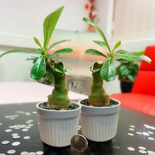 Unusual adenium obesum for sale Unusual adenium obesum for sale  BIRMINGHAM
