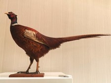 ringneck for sale ringneck for sale CHRISTCHURCH