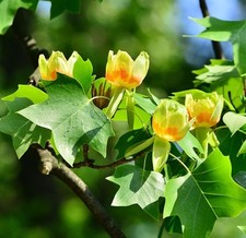 Set tulip poplar for sale  Center