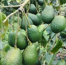 avocado plant for sale avocado plant for sale Levittown