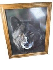 Wildlife animal black for sale  Oswego