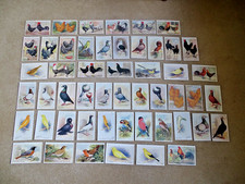 canary for sale  LUDLOW