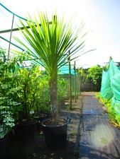 cordyline for sale cordyline for sale OXFORD