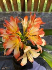 Clivia miniata picotee for sale  MEXBOROUGH