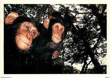 Animaux singes chimpanzé d'occasion  Fruges