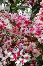 Crape myrtle queens for sale  Lecanto