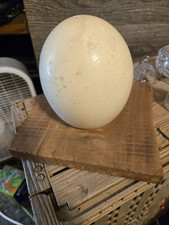 Blown ostrich egg for sale  Bronson