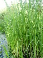 Grosser wasserschwaden biofilt gebraucht kaufen  Boffzen