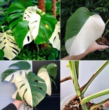 Rare monstera albo for sale  Shipping to Ireland