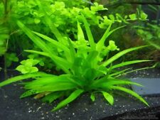 Dwarf amazon sword for sale  DRONFIELD