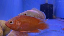 Chili red oscar for sale  Miami