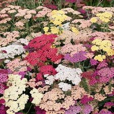 Achillea colorado mixed for sale  BELLSHILL