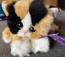 Kitty kitty kittens for sale  Mayer