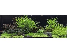 Aquarien wasserpflanzenpaket x gebraucht kaufen  Deutschland