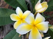 Plumeria frangipani florida for sale  Merritt Island