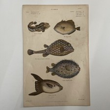 Antique 19th century for sale  LONDON