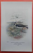 Kiebitz vanellus vanellus gebraucht kaufen  Lauenburg/ Elbe