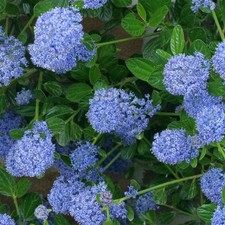 Ceanothus skylark california for sale  HORSHAM
