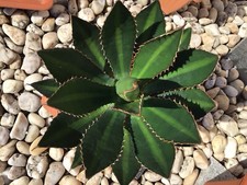 Agave lophantha splendida gebraucht kaufen  Nünchritz