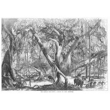 Banyan tree sketched for sale  GLASGOW