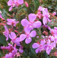 Centradenia cascade plug for sale  LONDON