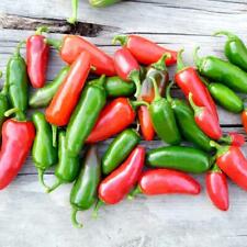 Chilli jalapeno seeds for sale  UK