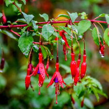 Hardy fuchsia fuchsia for sale  NEWTOWNARDS