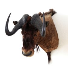 kare geweih gebraucht kaufen kare geweih gebraucht kaufen  Neustadt in Sachsen