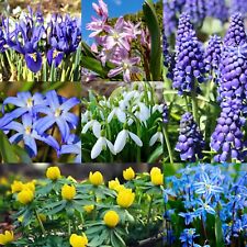 Early spring flowering for sale  WISBECH