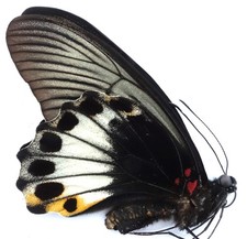 Papilio memnon memnon gebraucht kaufen Papilio memnon memnon gebraucht kaufen  München