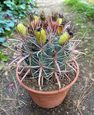 Ferocactus gracilis cactus usato Ferocactus gracilis cactus usato  Menfi