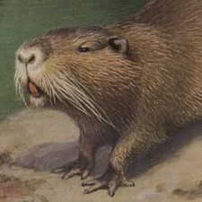 NUTRIA - Cromolitografía impresión antigua de roedores semiacuáticos 1900 con video segunda mano  Embacar hacia Mexico