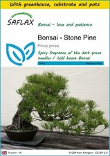Saflax anzuchtset bonsai gebraucht kaufen  Münster