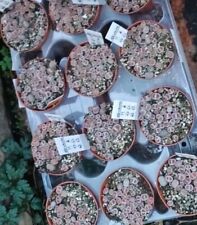 Living stone lithops for sale  EGHAM