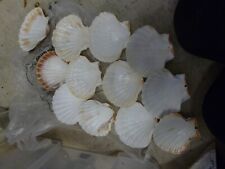 scallop shells for sale  MORECAMBE