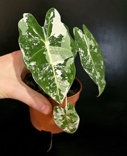 Alocasia frydek varagated. for sale  NOTTINGHAM